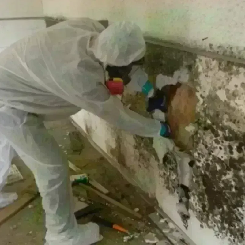 Mold Remediation and Removal in Davidson County, NC